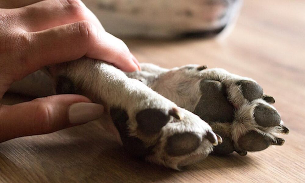 Dierenarts laat verkeerde hond inslapen Dagelijks.nu Dierenarts laat verkeerde hond inslapen Dagelijks.nu